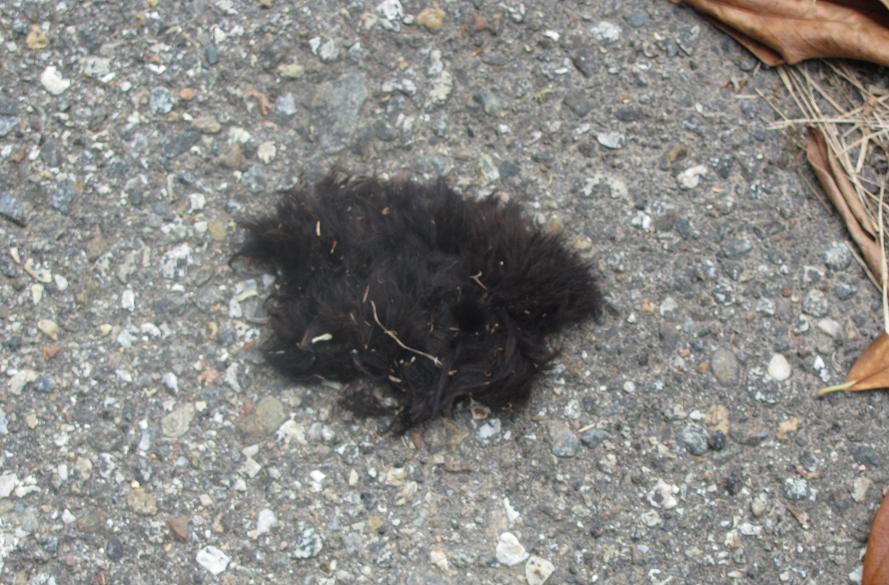 Pelo di animale?